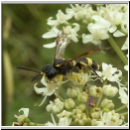 Tenthredo amoena - Blattwespe m09.jpg